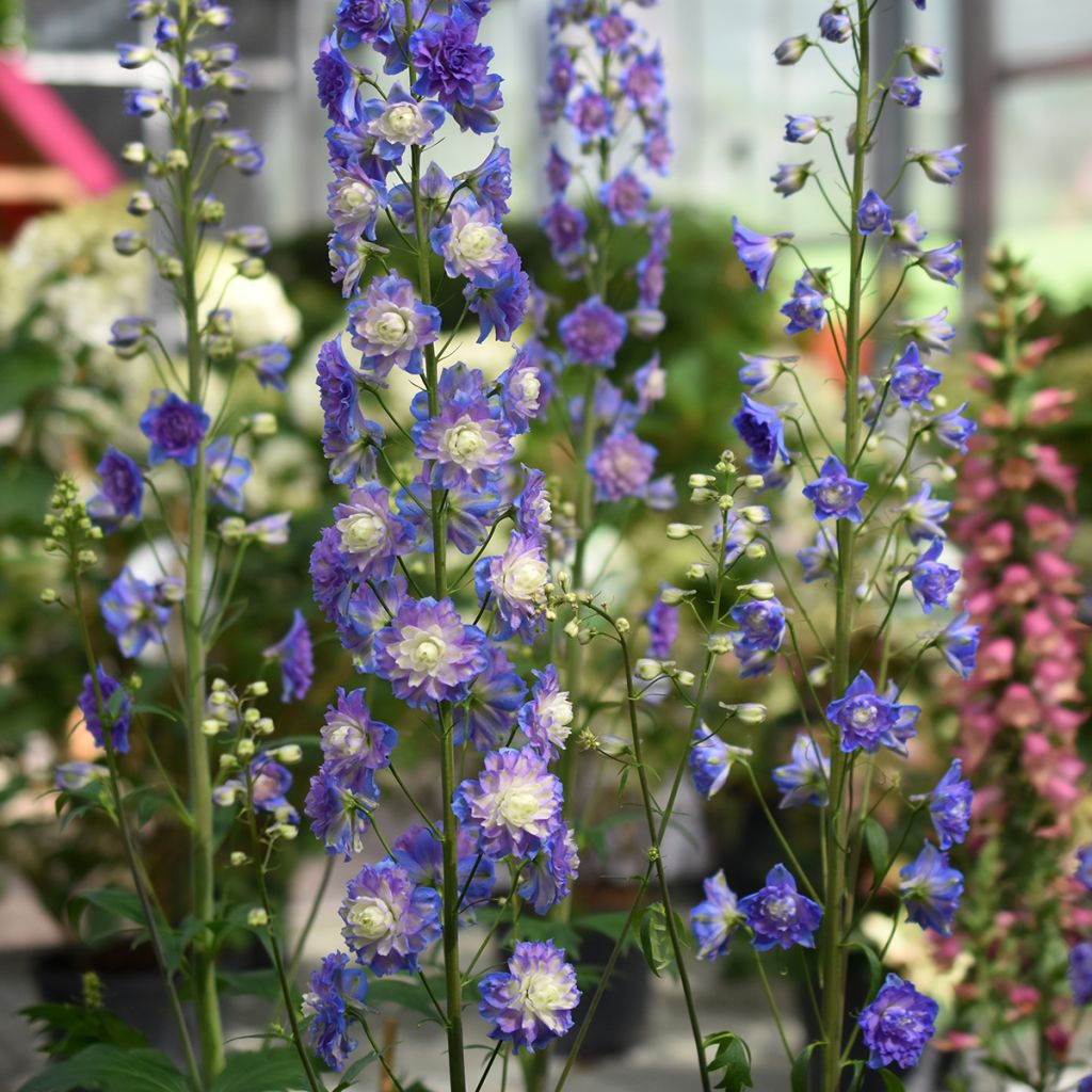 Hoher Rittersporn Highlander Bolero - Delphinium