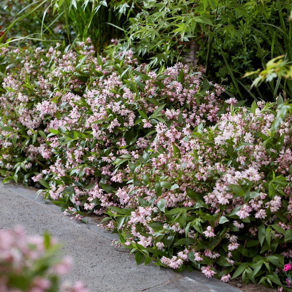 Deutzia Million Stars Pink Carpet - Deutzie