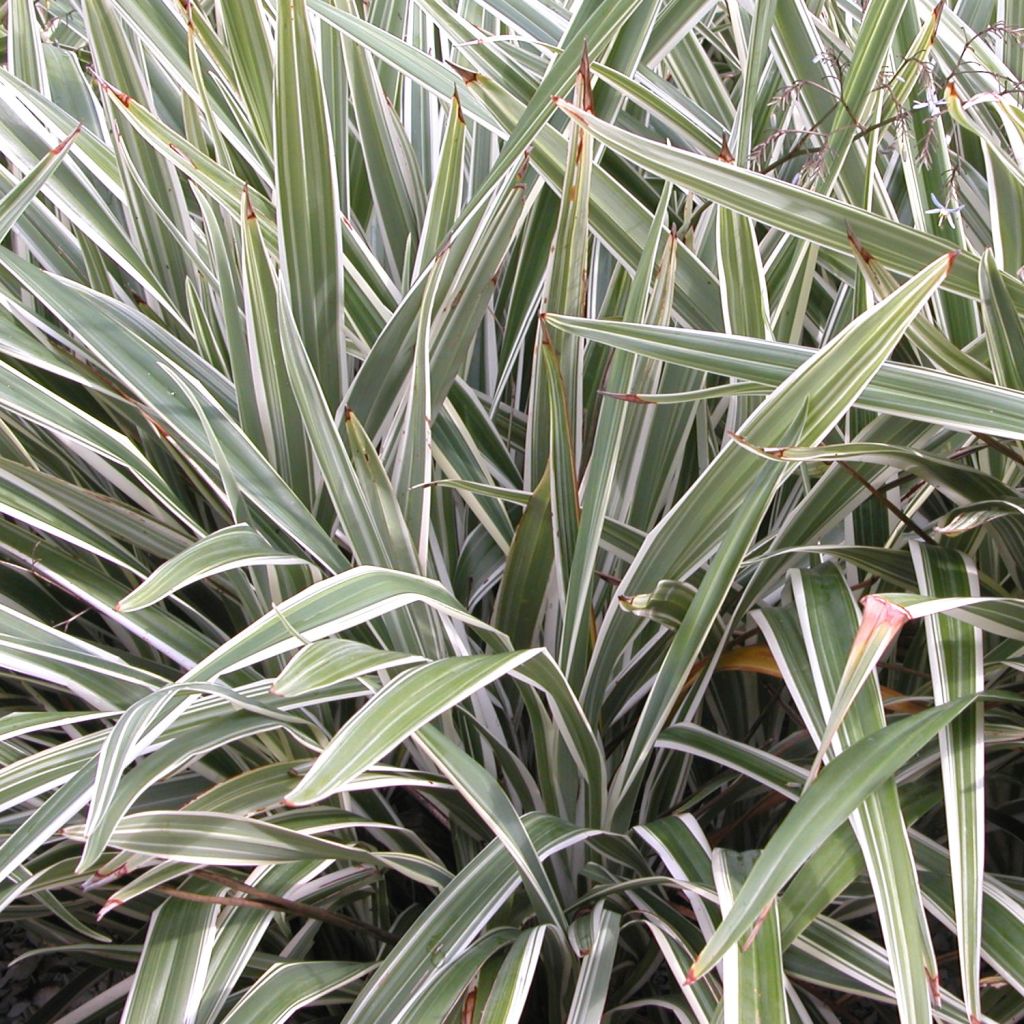 Dianella tasmanica Variegata - Blaue Flachslilie