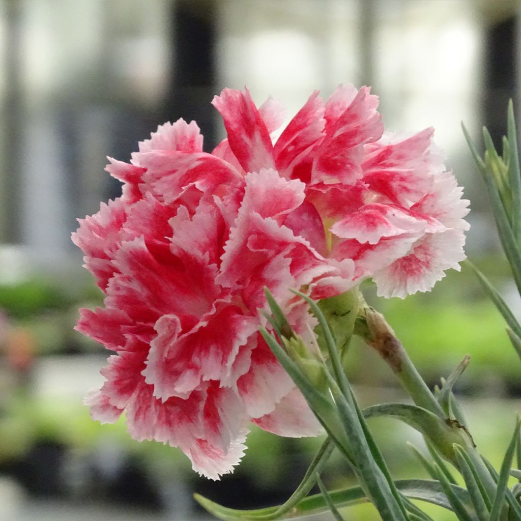 Feder-Nelke Scent First Coral Reef - Dianthus plumarius