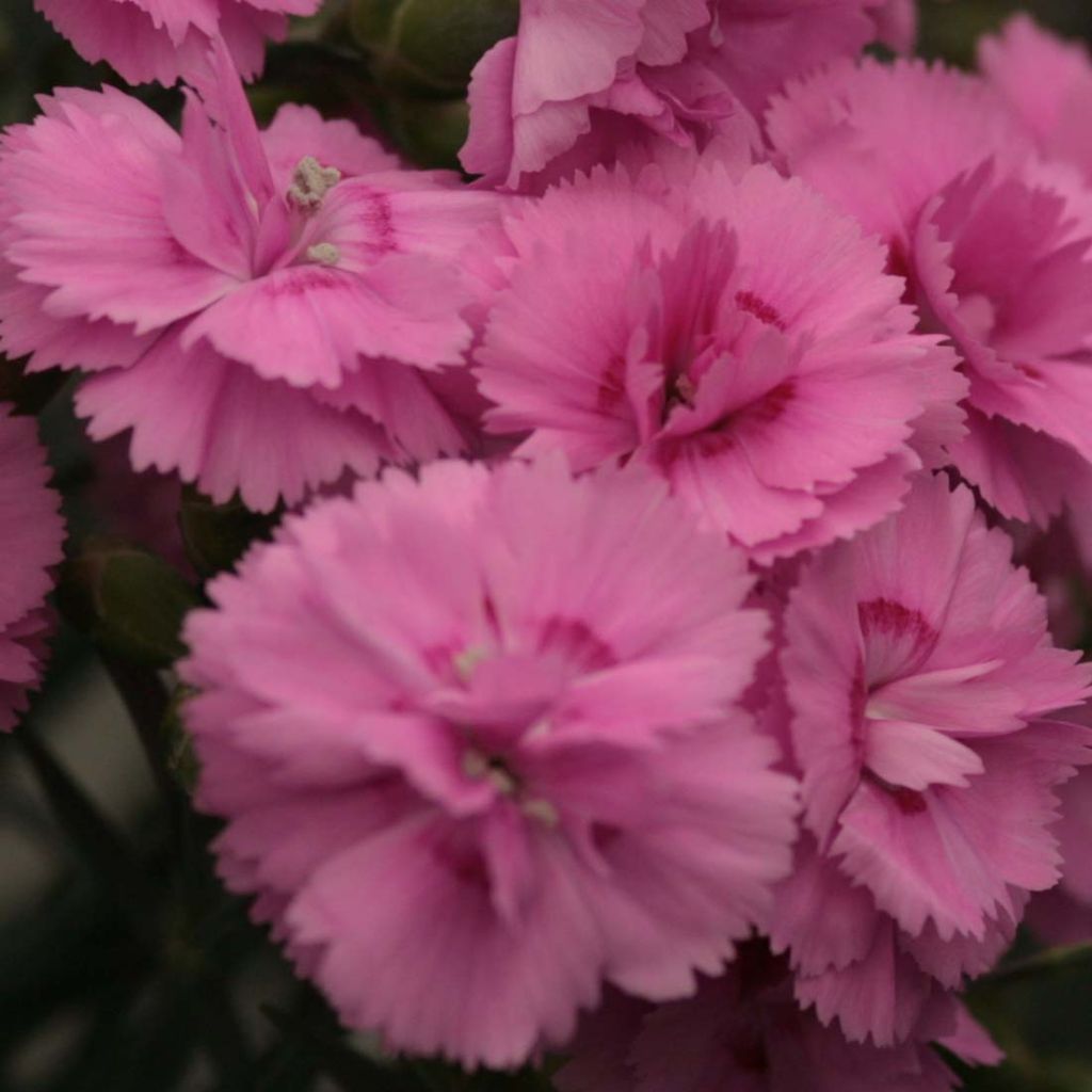 Dianthus Scent First® Tickled Pink - Oeillet mignardise