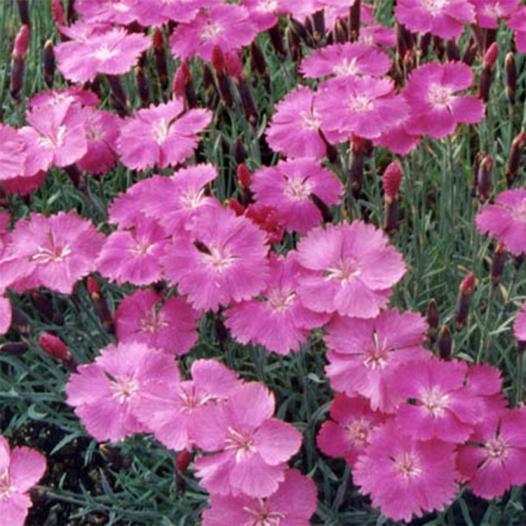Pfingst-Nelke Eydangeri - Dianthus gratianopolitanus