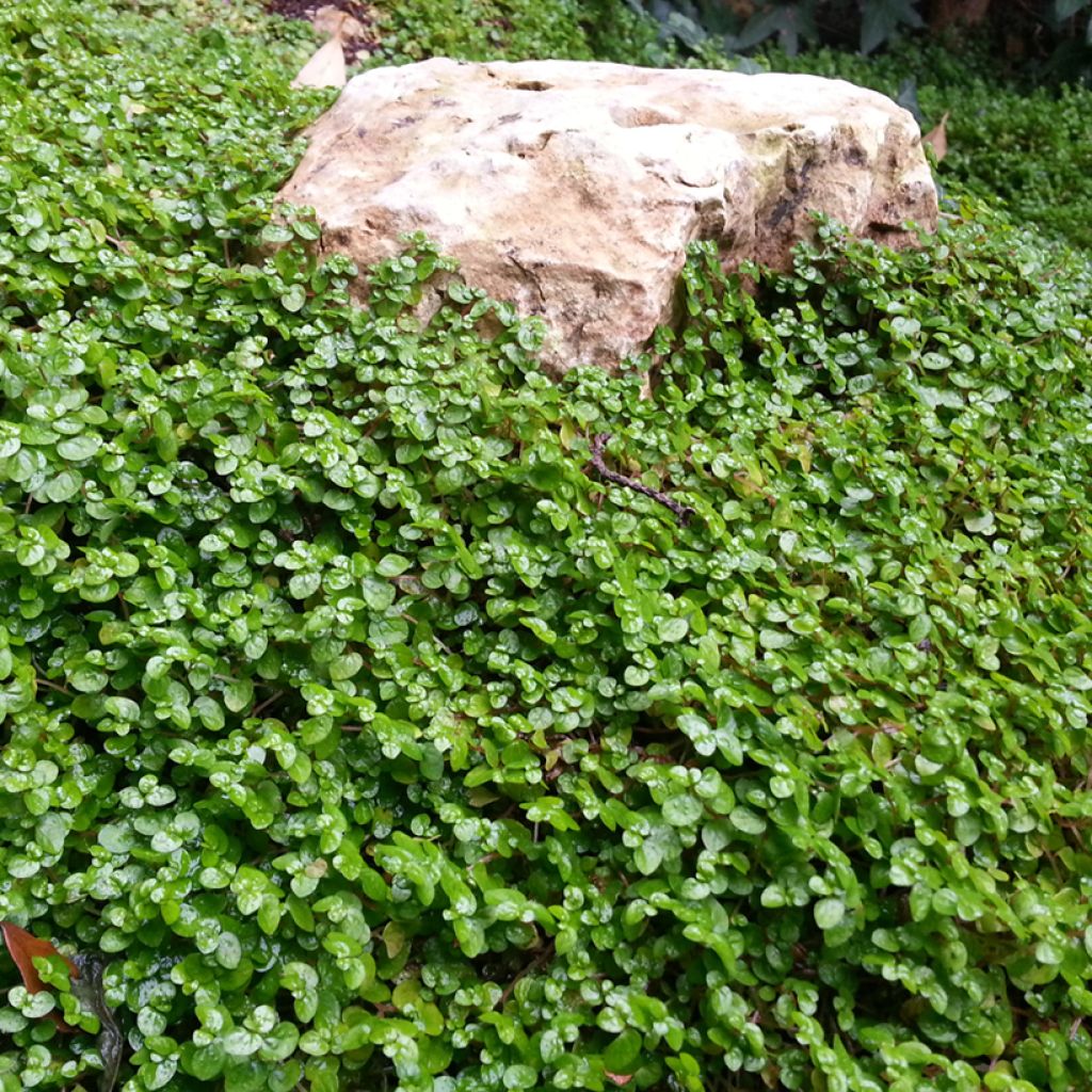 Dichondra TURFLINE (Rasensamen)
