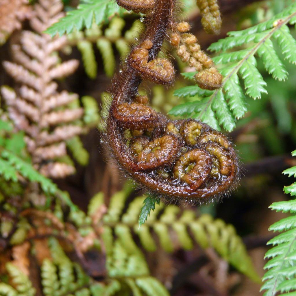 Dicksonia squarrosa - Fougère arborescente
