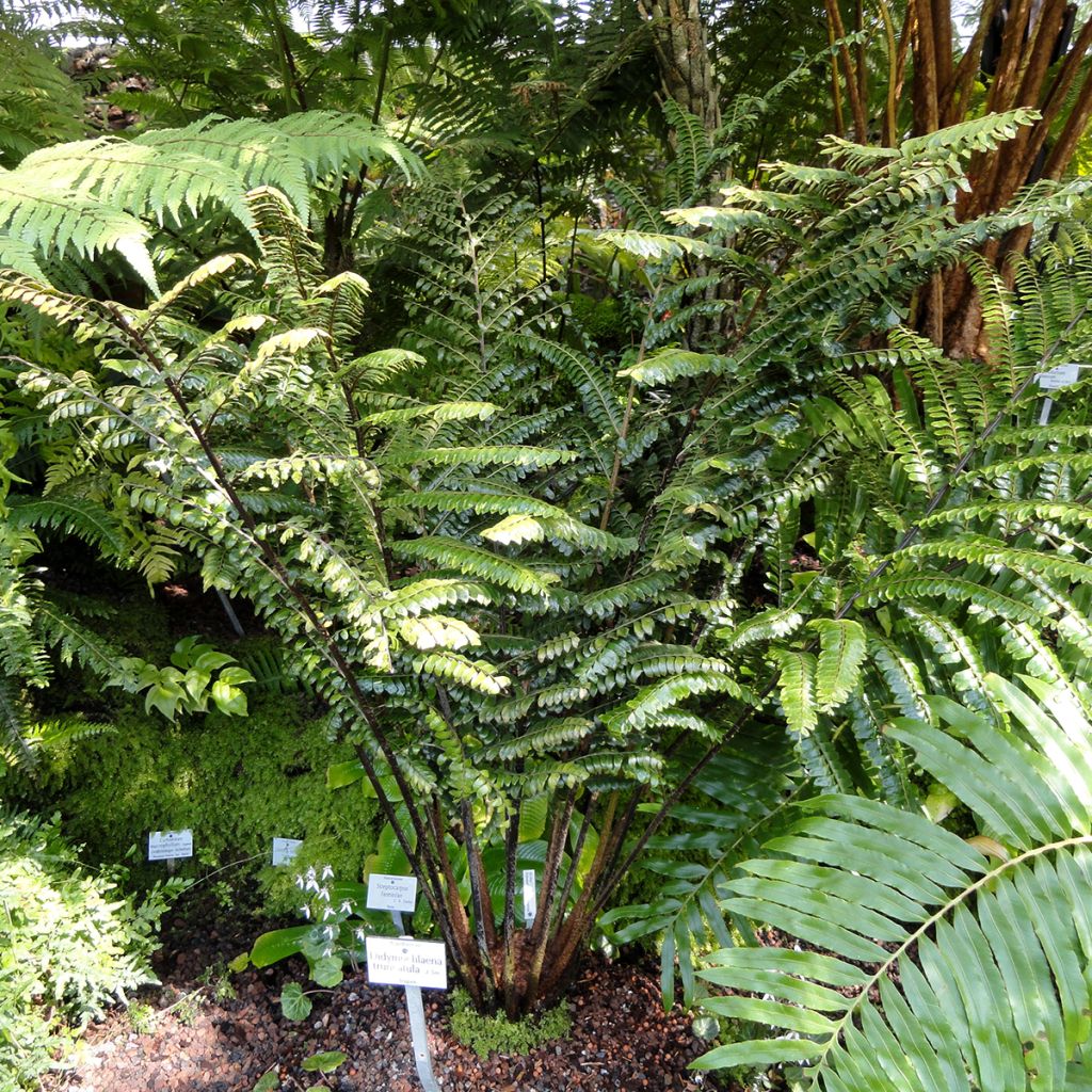 Didymochlaena truncatula - Mahagoni Wurmfarn