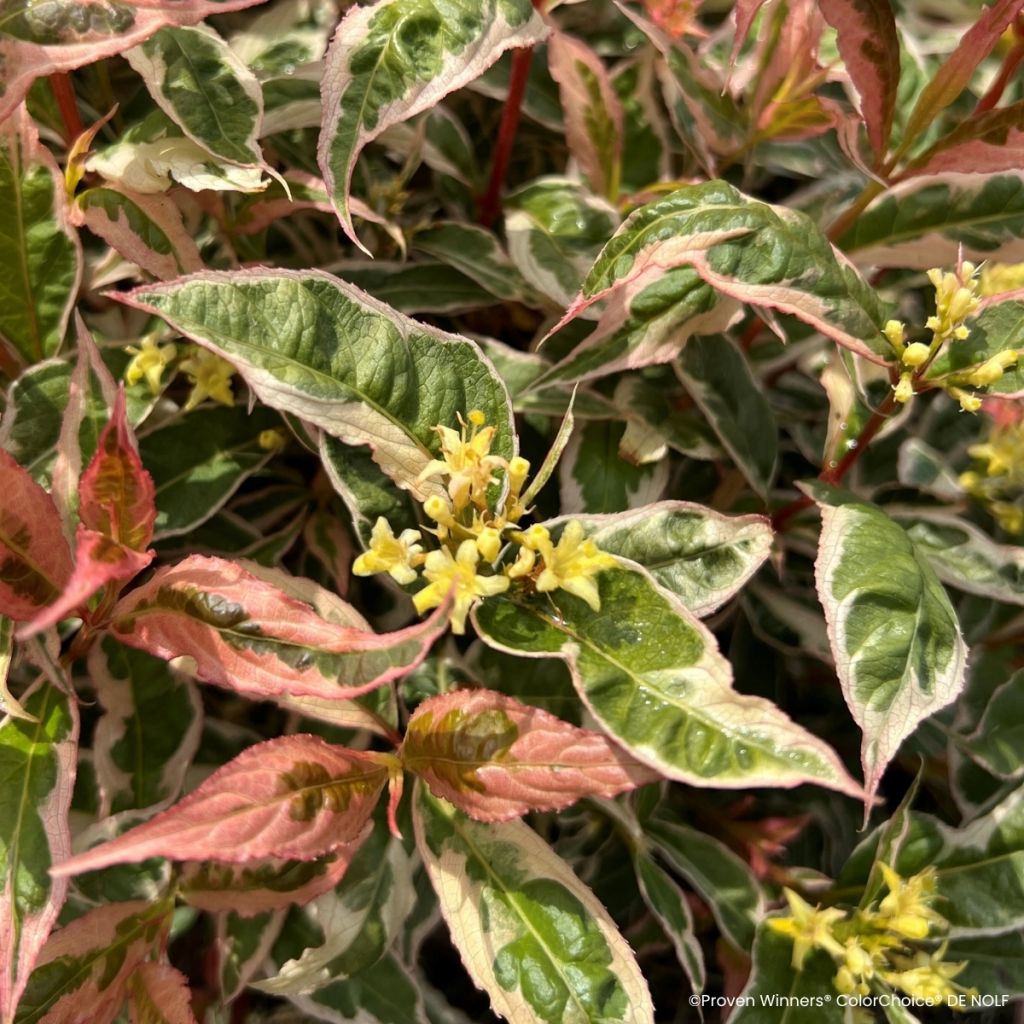 Diervilla Kodiak Mixx - Buschgeißblatt