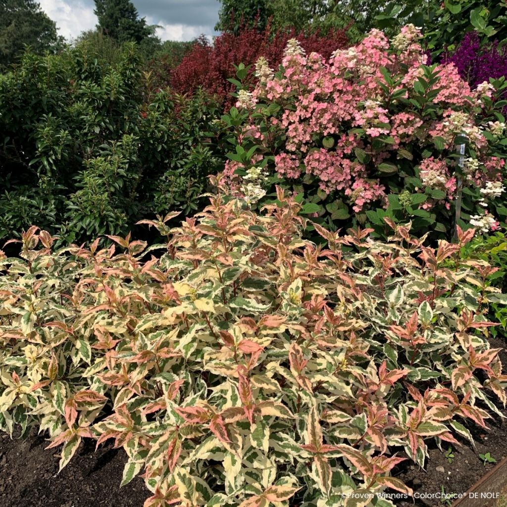 Diervilla Kodiak Mixx - Buschgeißblatt