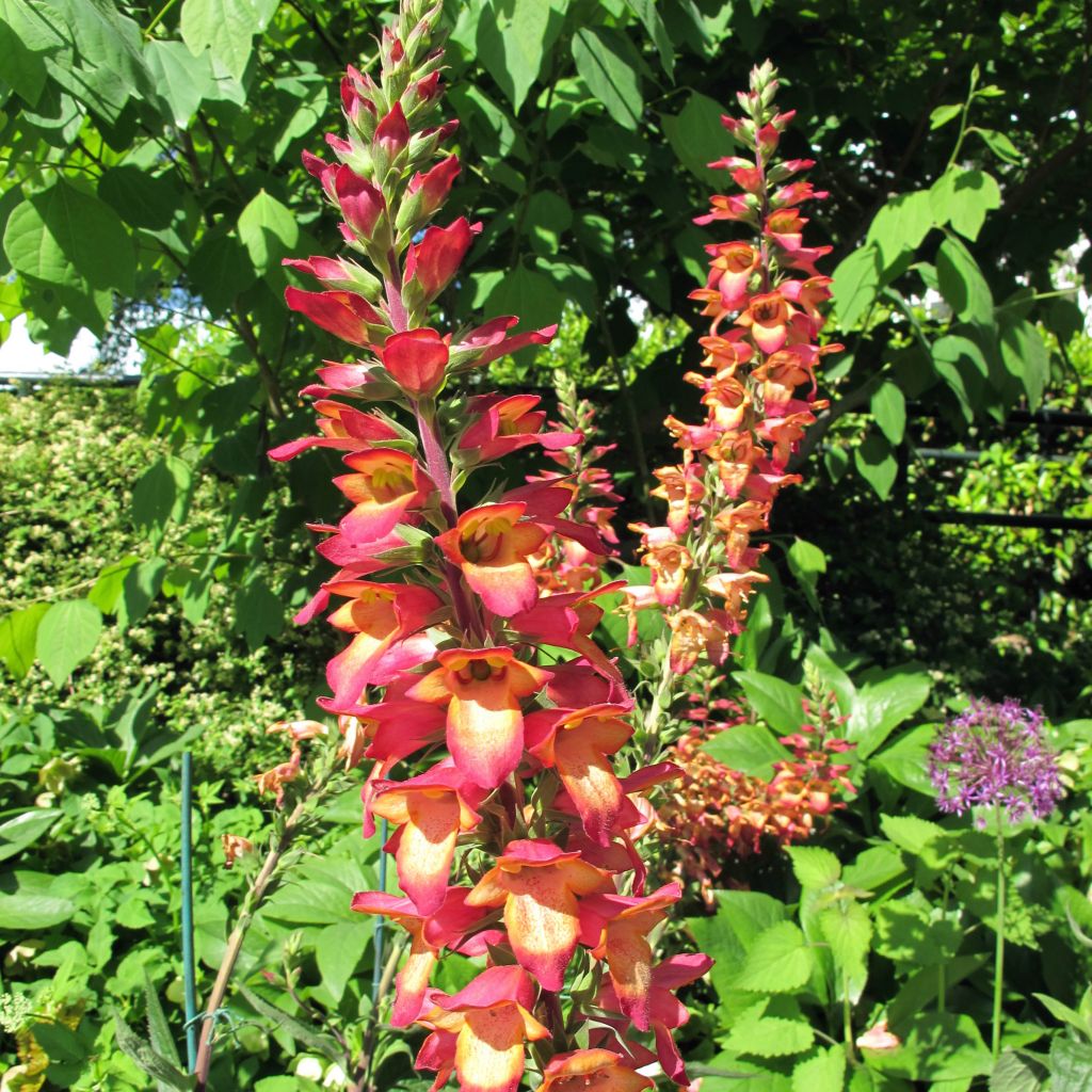 Fingerhut Digiplexis Illumination Flame - Digitalis