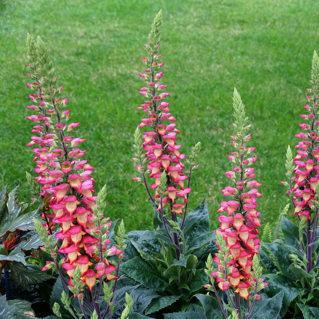 Fingerhut Digiplexis Illumination Flame - Digitalis