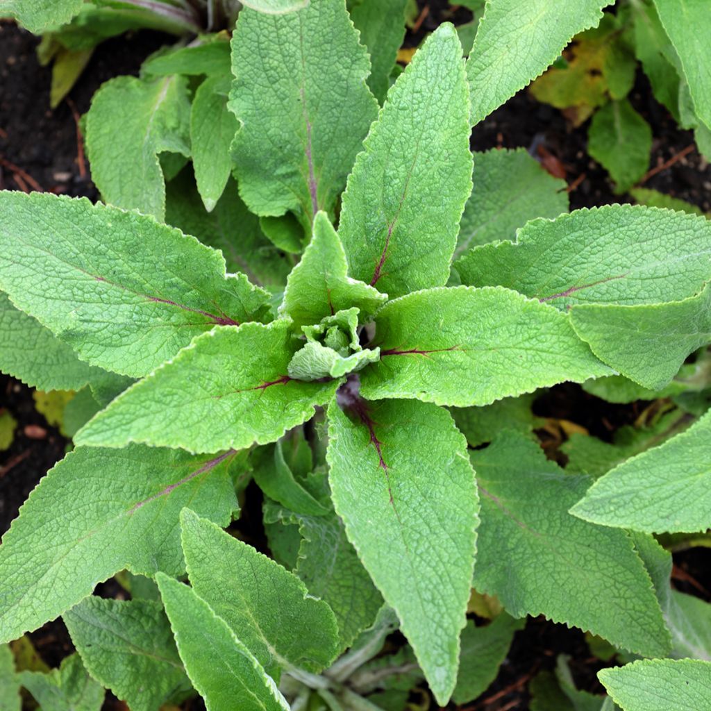 Fingerhut Monstrosa - Digitalis purpurea
