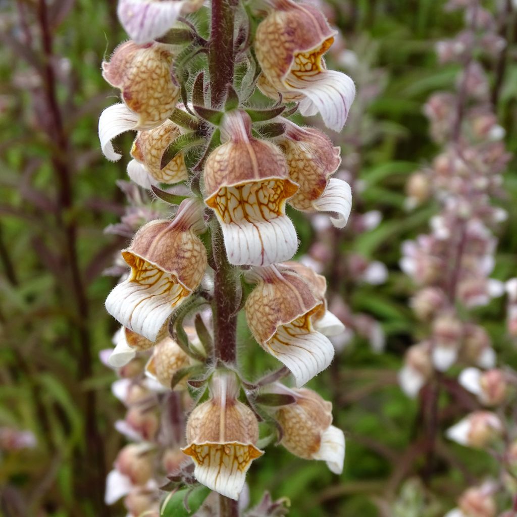 Digitalis lanata - Wolliger Fingerhut