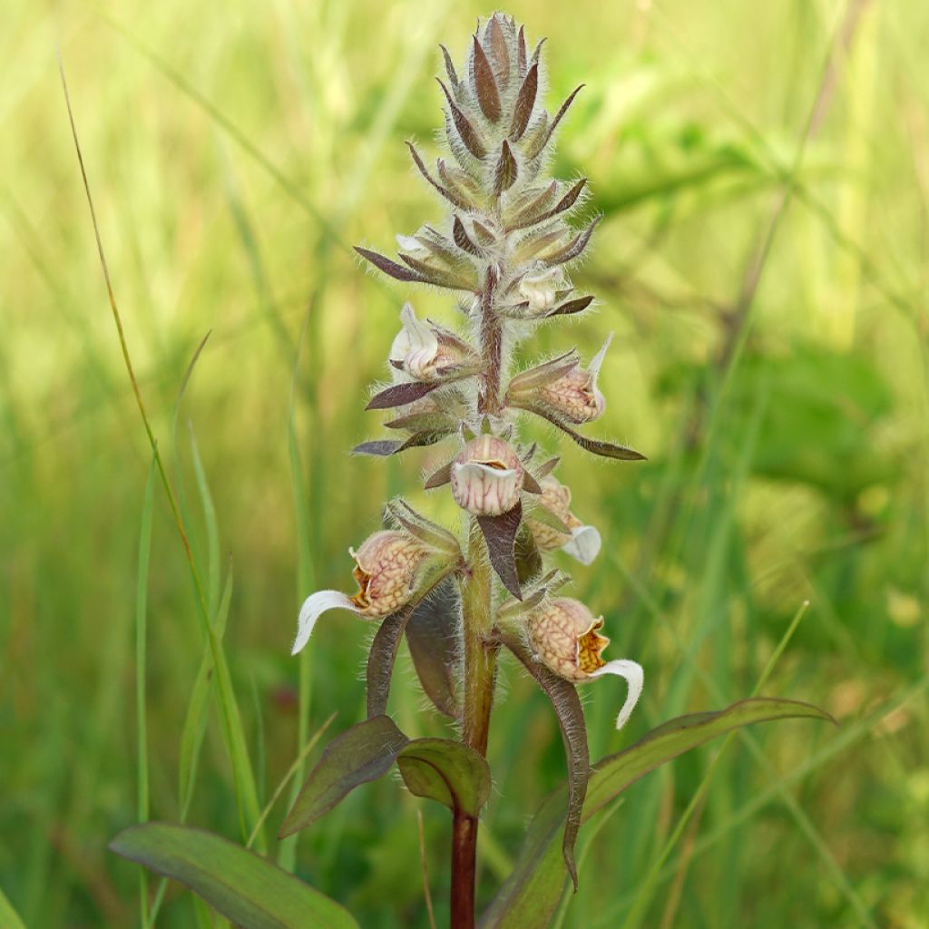 Digitalis lanata - Wolliger Fingerhut