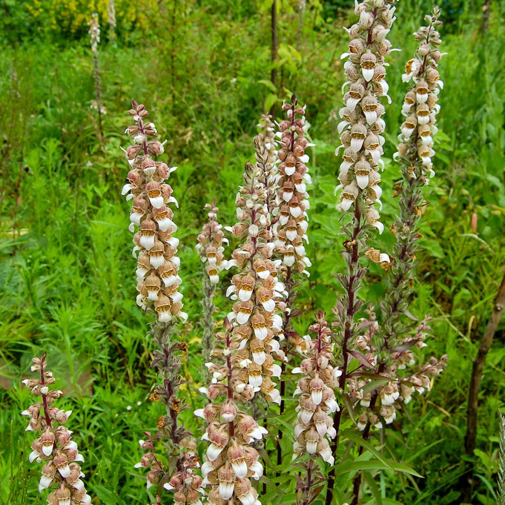 Digitalis lanata - Wolliger Fingerhut