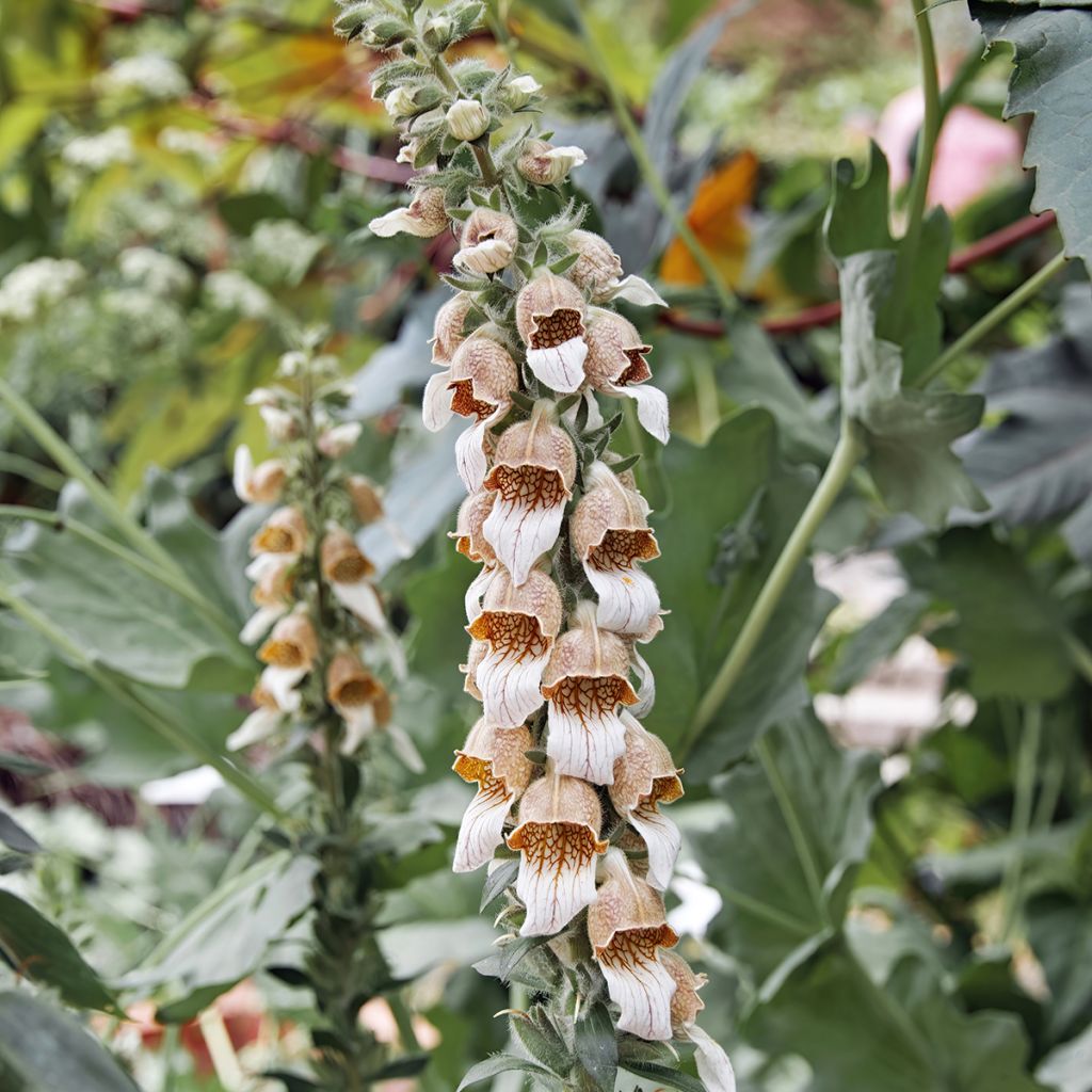 Digitalis lanata - Wolliger Fingerhut