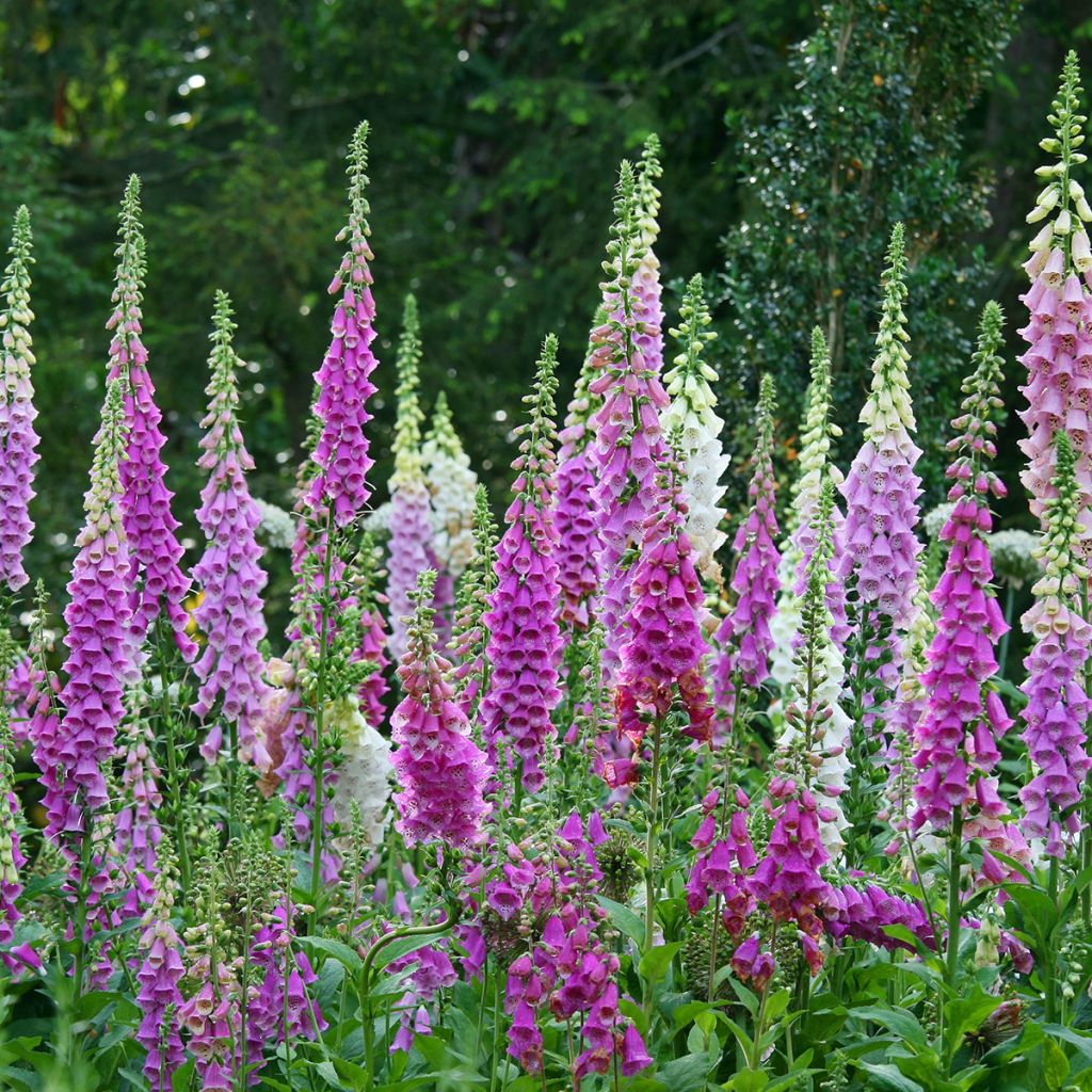 Roter Fingerhut - Digitalis purpurea