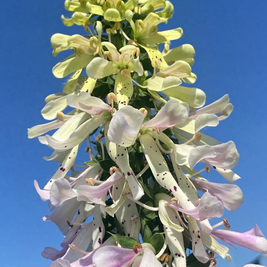 Fingerhut Apple Blossom® - Digitalis