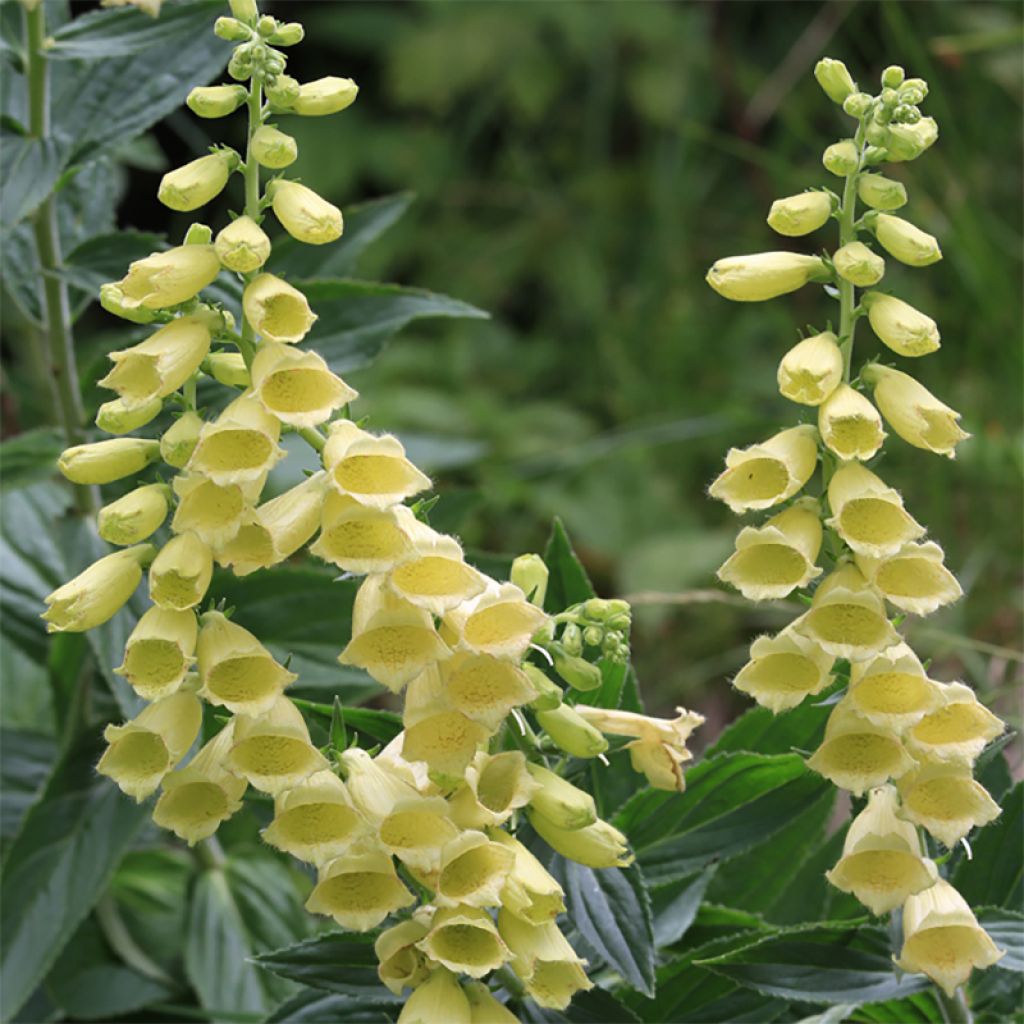 Digitalis grandiflora - Großblütiger Fingerhut