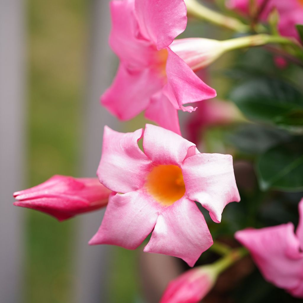 Dipladenia Diamantina Jade Rose - Mandevilla