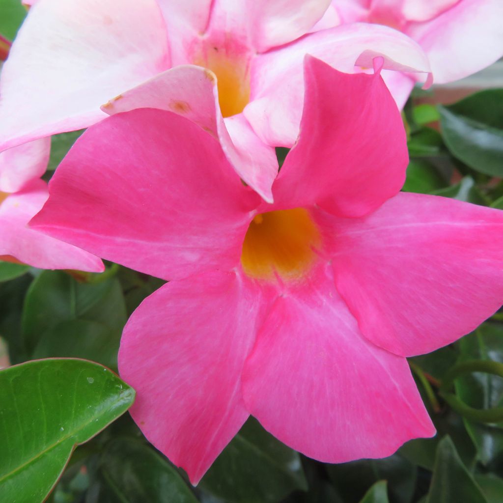 Dipladenia Diamantina Jade Rose - Mandevilla