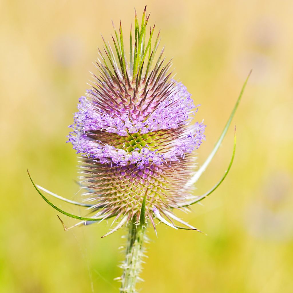 Dipsacus fullonum - Wilde Karde