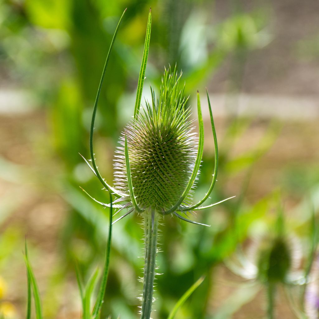 Dipsacus sylvestris BIO (samen) - Wilde Karde