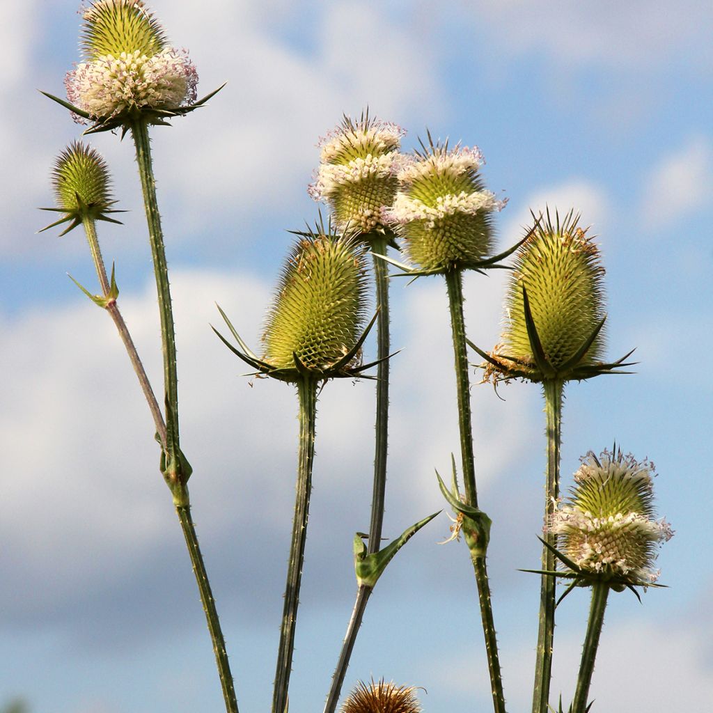 Dipsacus sylvestris BIO (samen) - Wilde Karde