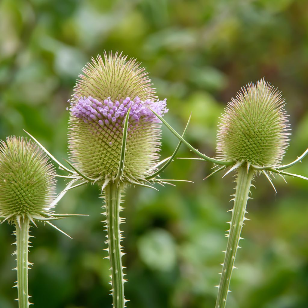 Dipsacus sylvestris BIO (samen) - Wilde Karde