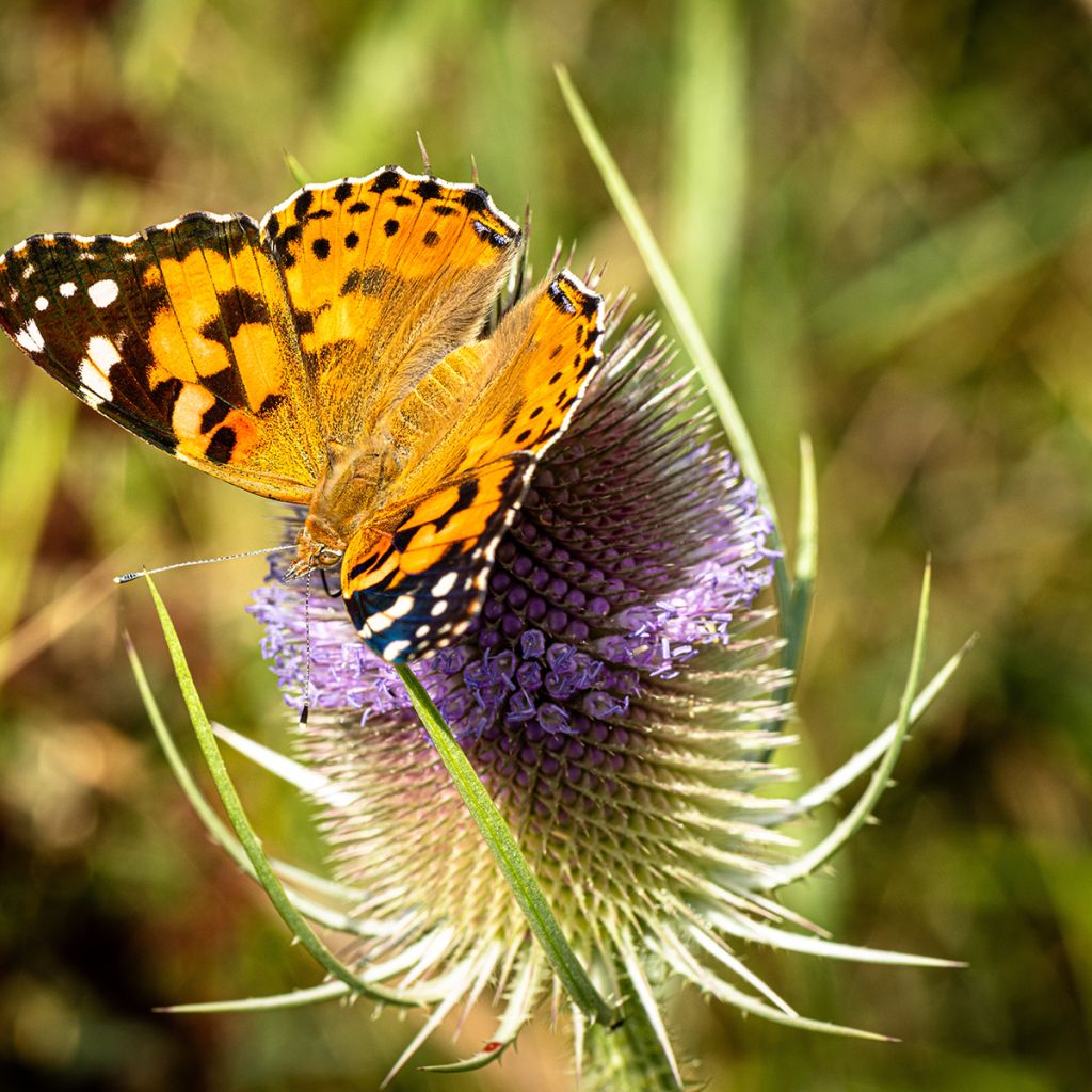 Dipsacus sylvestris BIO (samen) - Wilde Karde