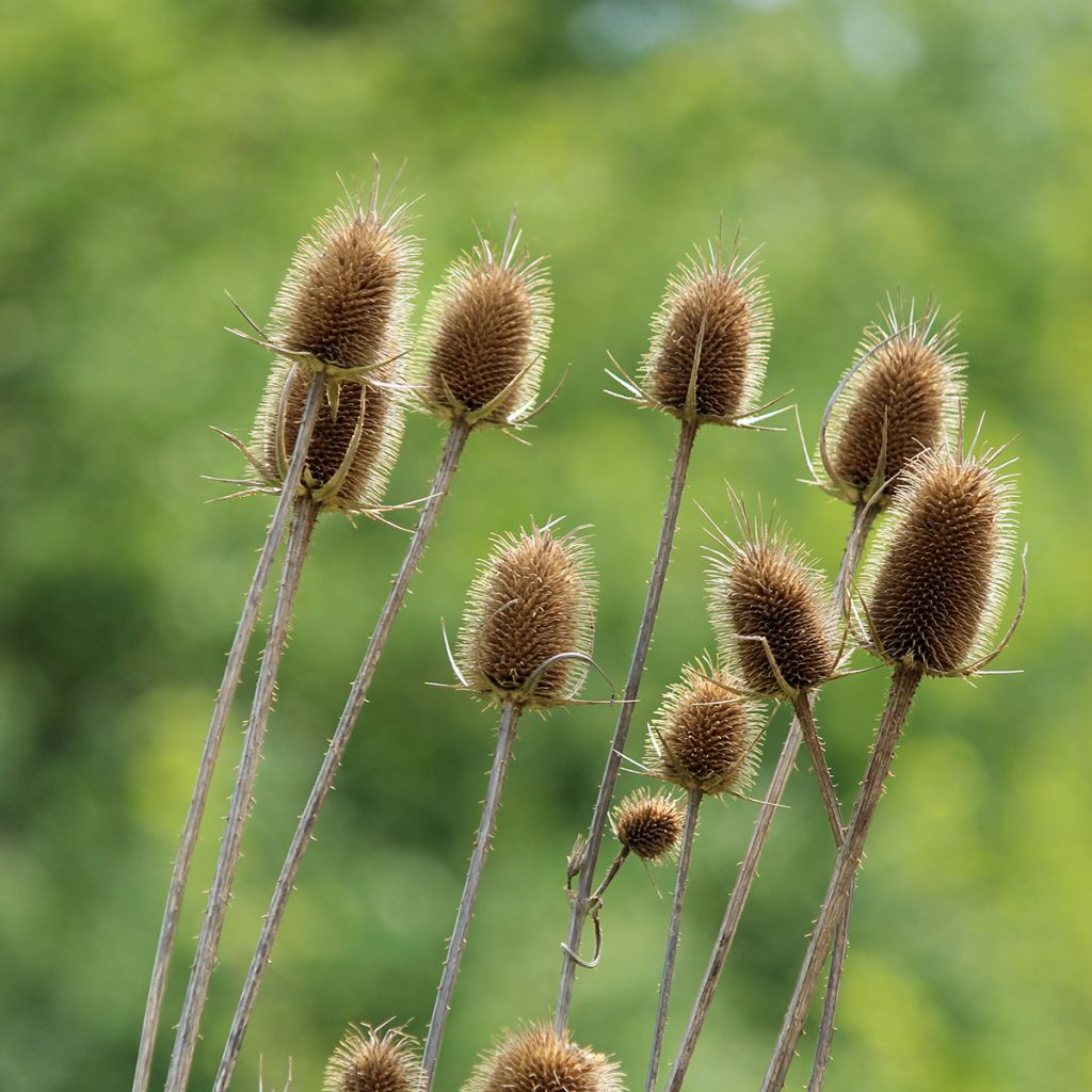 Dipsacus sylvestris BIO (samen) - Wilde Karde