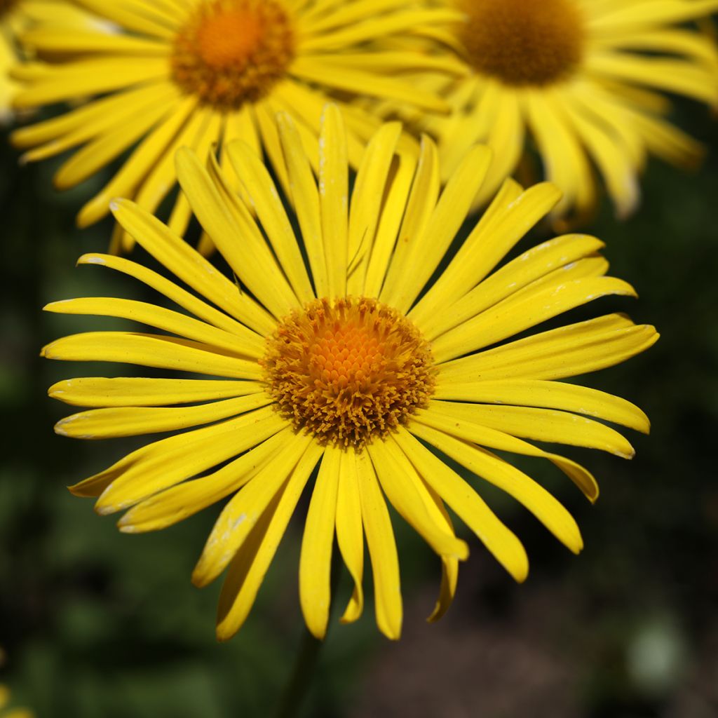 Doronicum orientale Magnificum - Östliche Gämswurz