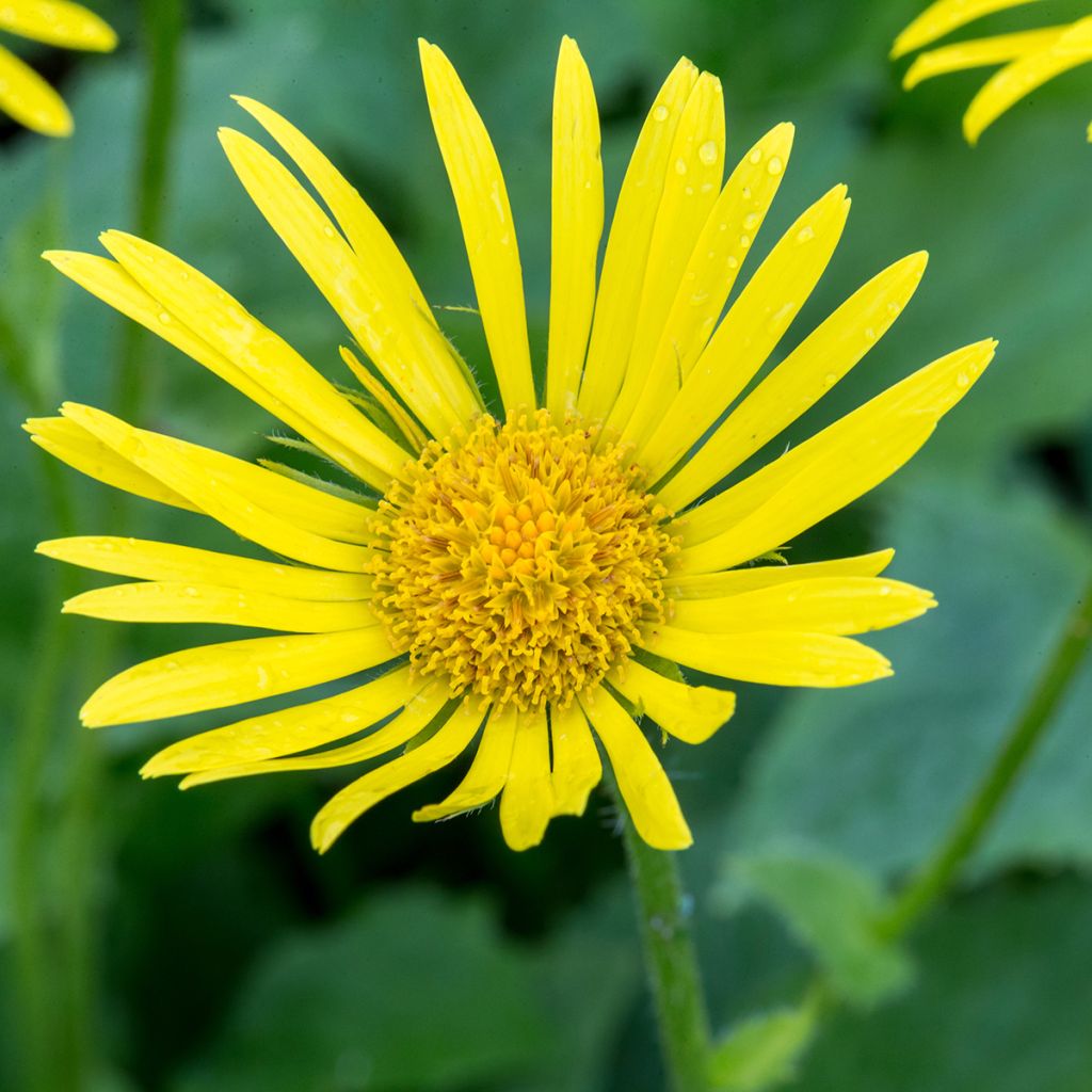Doronicum orientale Magnificum - Östliche Gämswurz