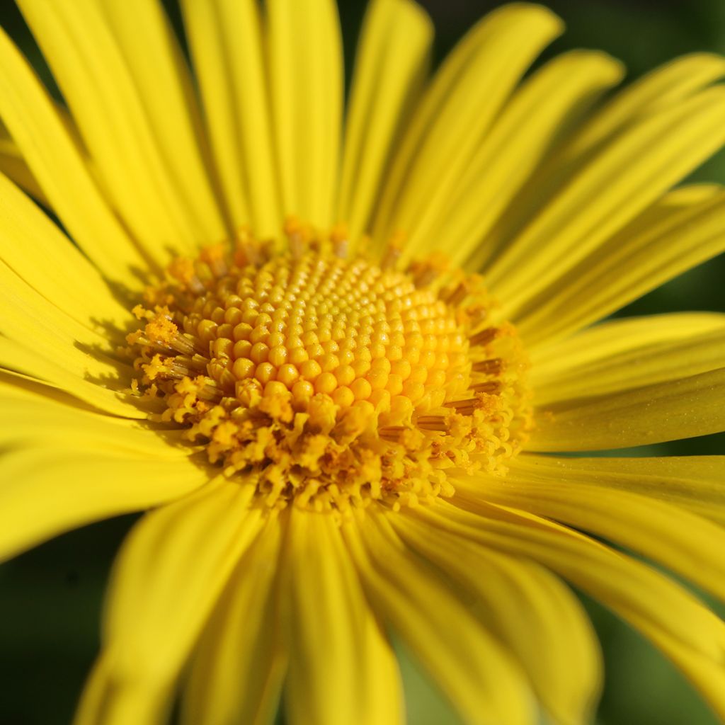 Doronicum orientale Magnificum - Östliche Gämswurz
