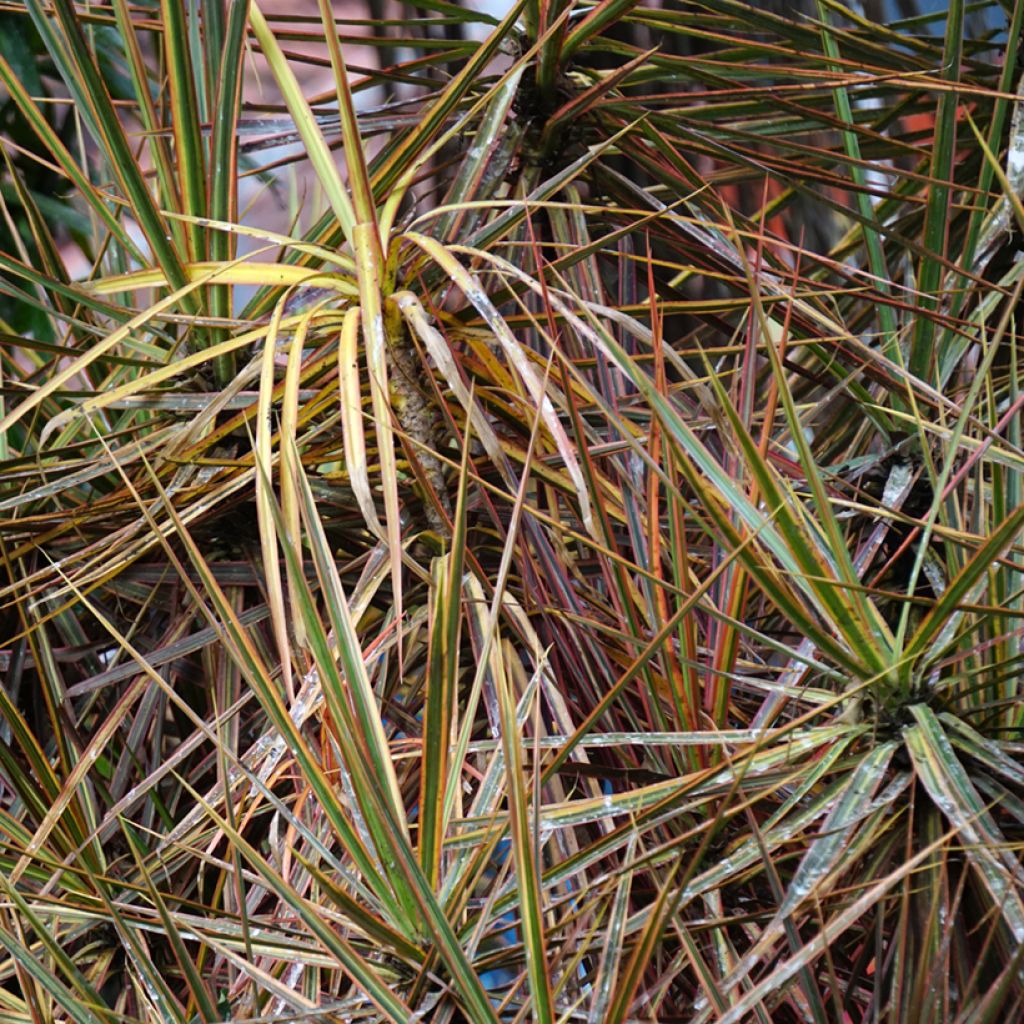 Dracaena Magenta - Drachenbaum