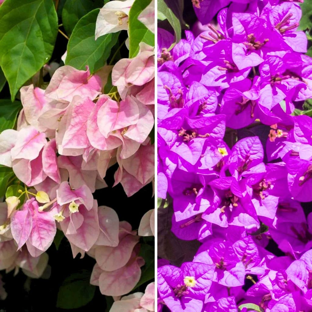 Drillingsblumen-Duo