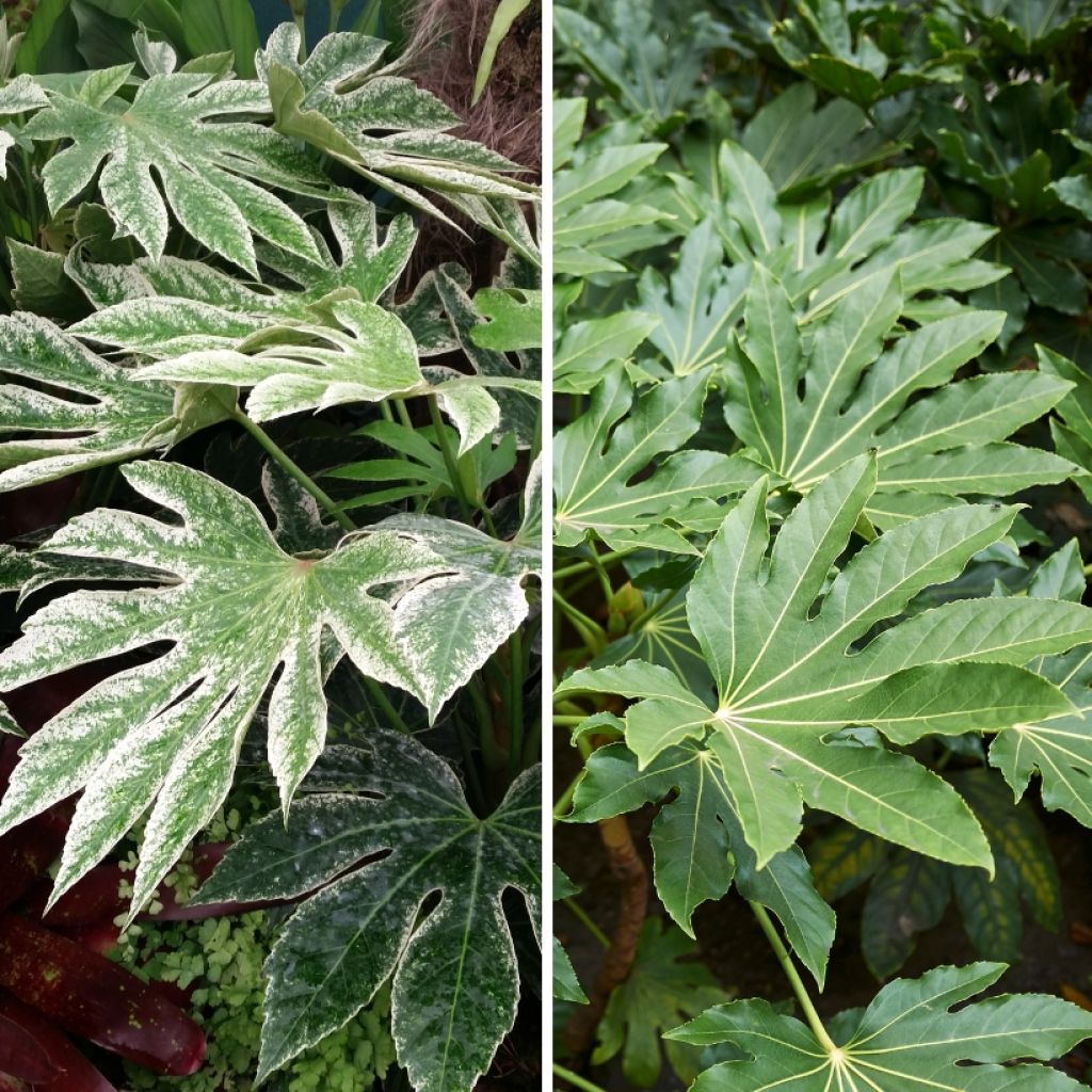 Duo Fatsias für exotische Atmosphäre