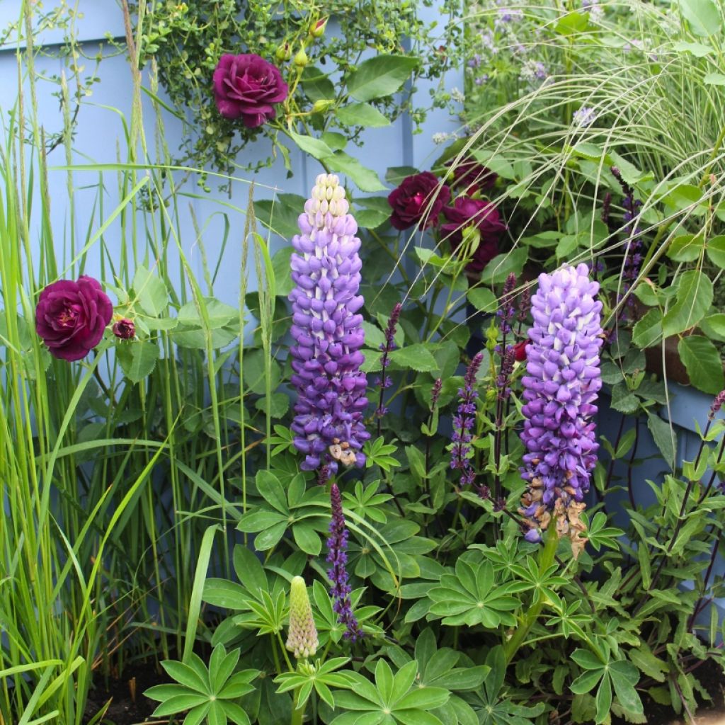 Duo Land - Englische Rose Munstead Wood und Silber-Weide Le Gentilhomme (The Governor)