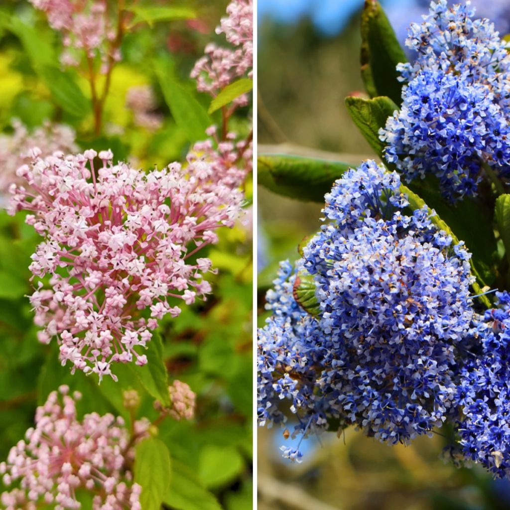Säckelblume-Duo: winterharte Sommerblüher in Rosa und Blau