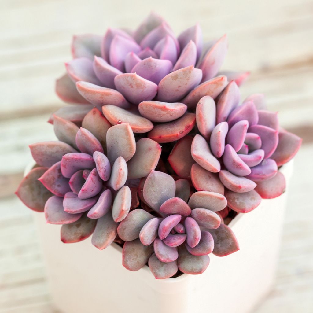 Echeveria Debbie - Echeverie