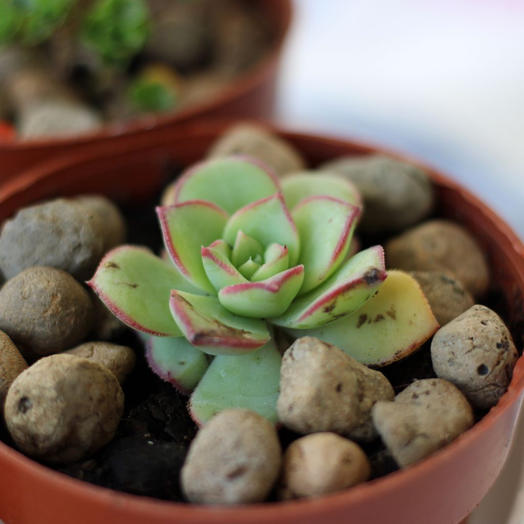 Echeveria Pink Edge - Echeverie