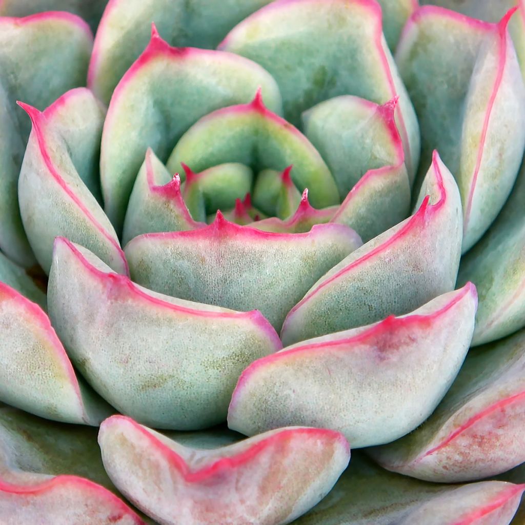 Echeveria Shira - Echeverie