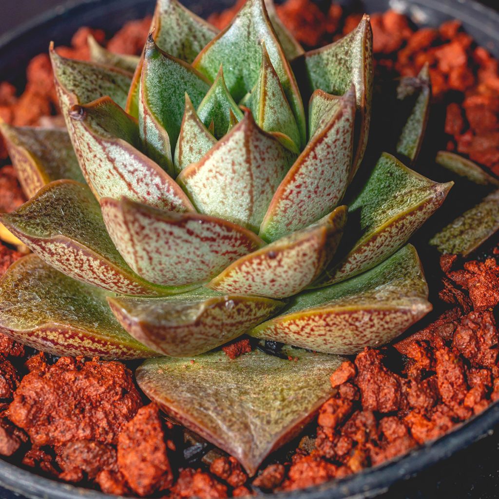 Echeveria purpusiorum - Echeverie