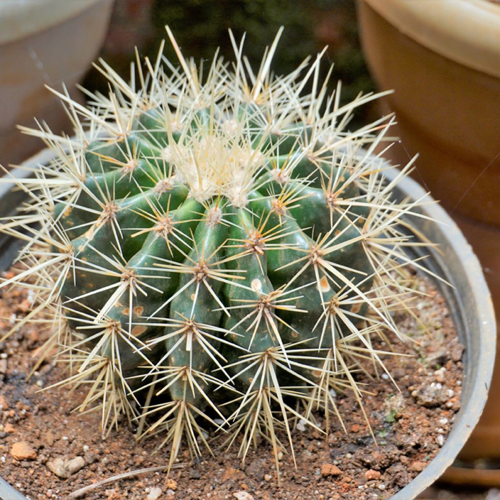 Echinocactus grusonii