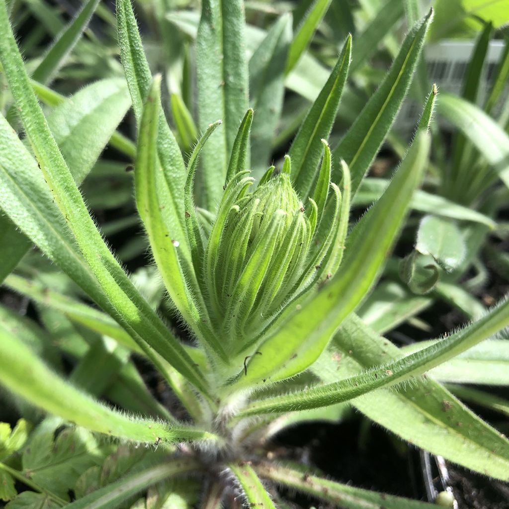 Echium amoneum Red Fathers - Roter Natternkopf