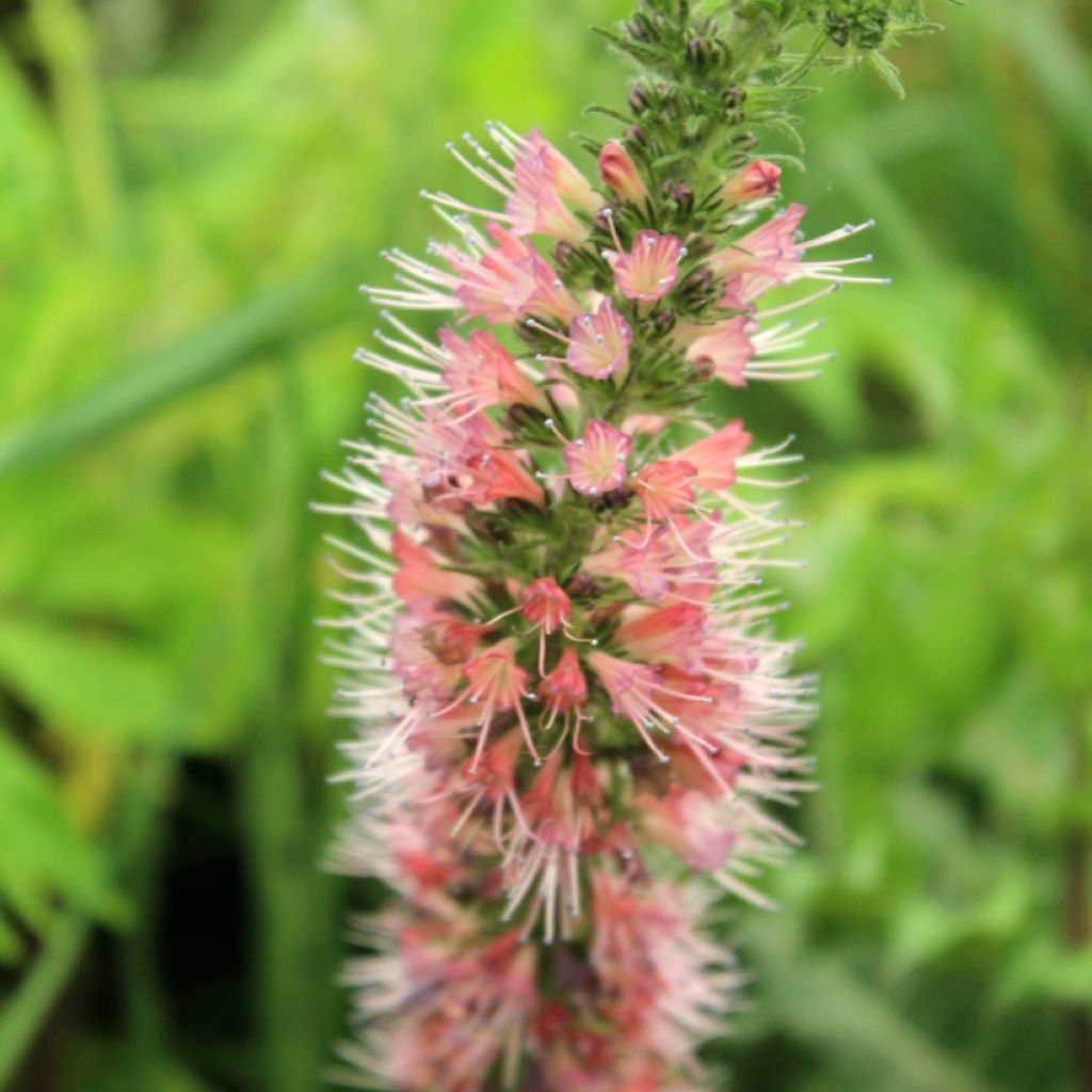 Echium amoneum Red Fathers - Roter Natternkopf