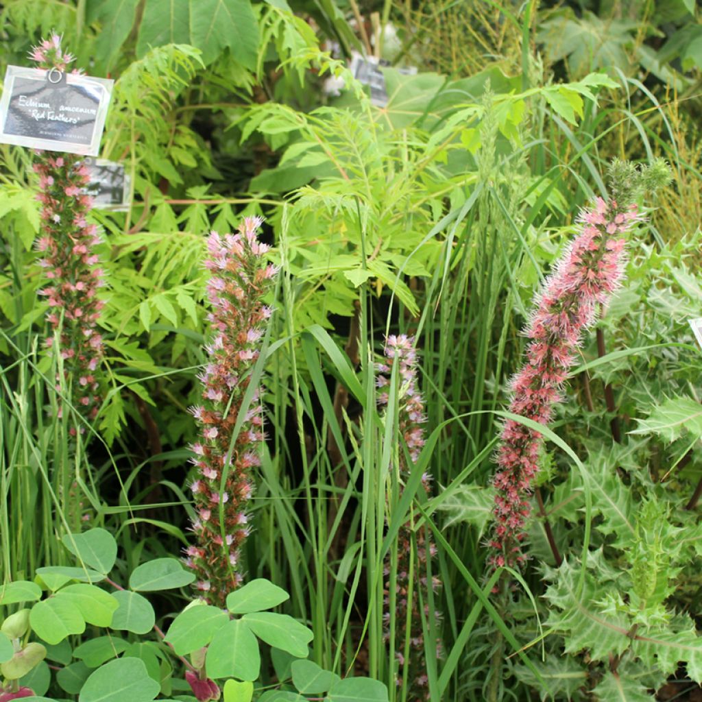 Echium amoneum Red Fathers - Roter Natternkopf