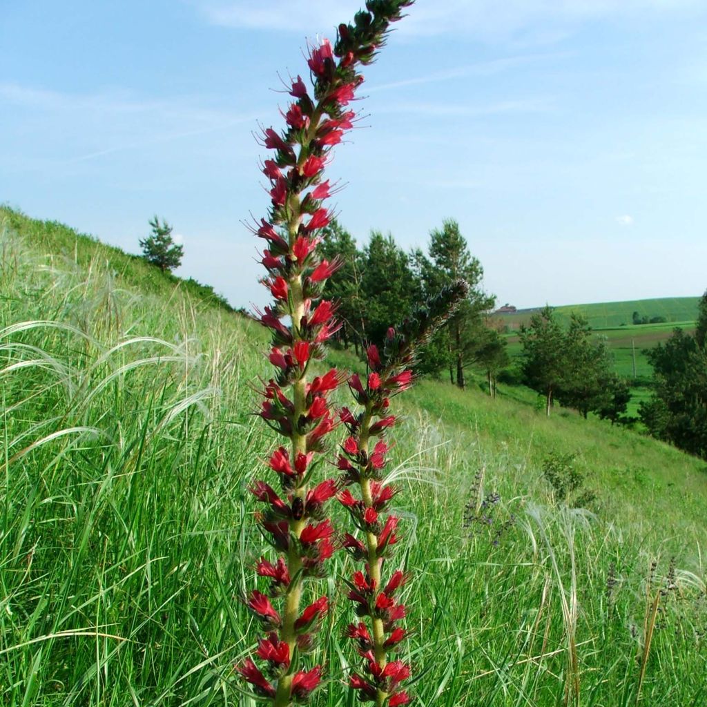 Echium russicum - Vipérine
