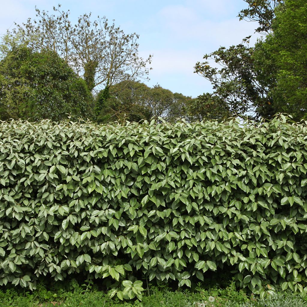 Wintergrüne Ölweide - Elaeagnus ebbingei