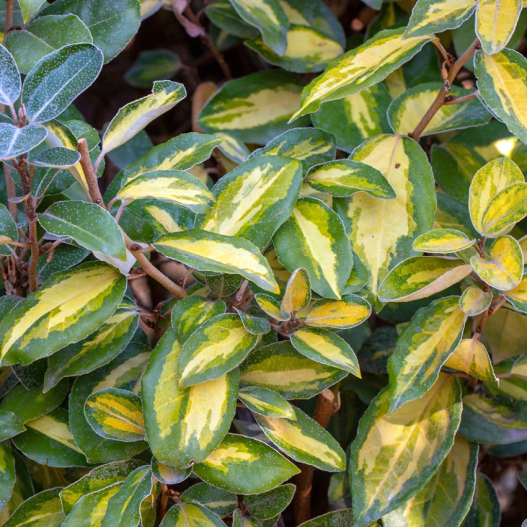 Wintergrüne Ölweide Limelight - Elaeagnus ebbingei