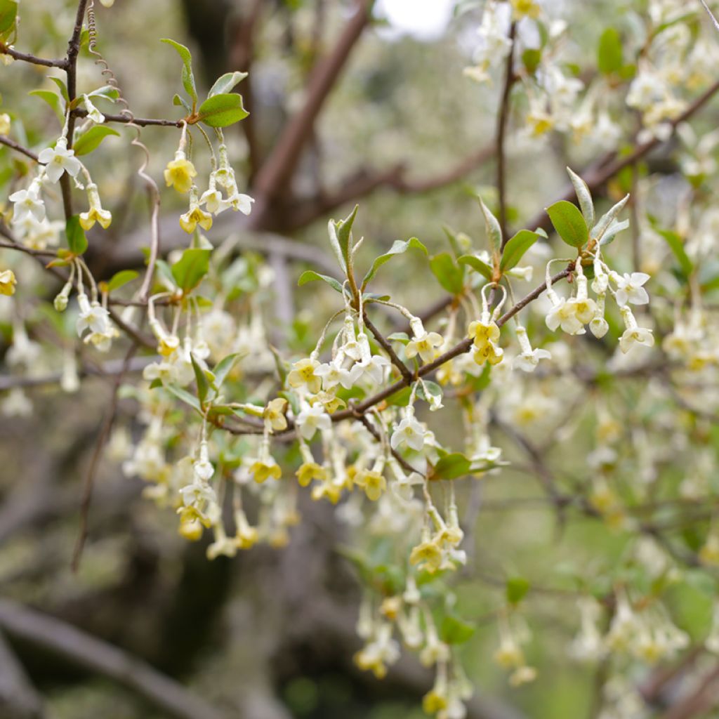Vielblumige Ölweide - Elaeagnus multiflora