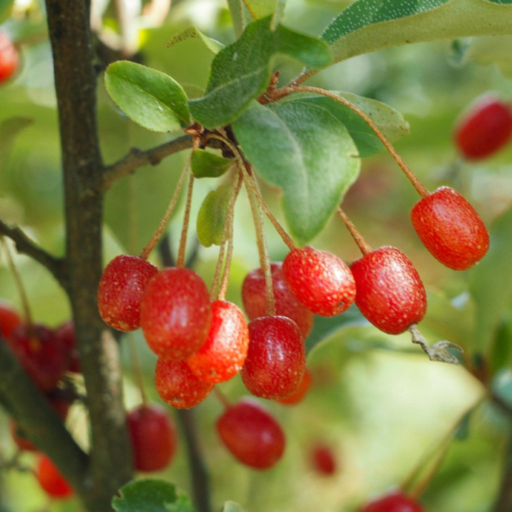 Vielblumige Ölweide - Elaeagnus multiflora